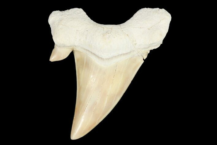 Fossil Shark Tooth (Otodus) - Morocco #103204